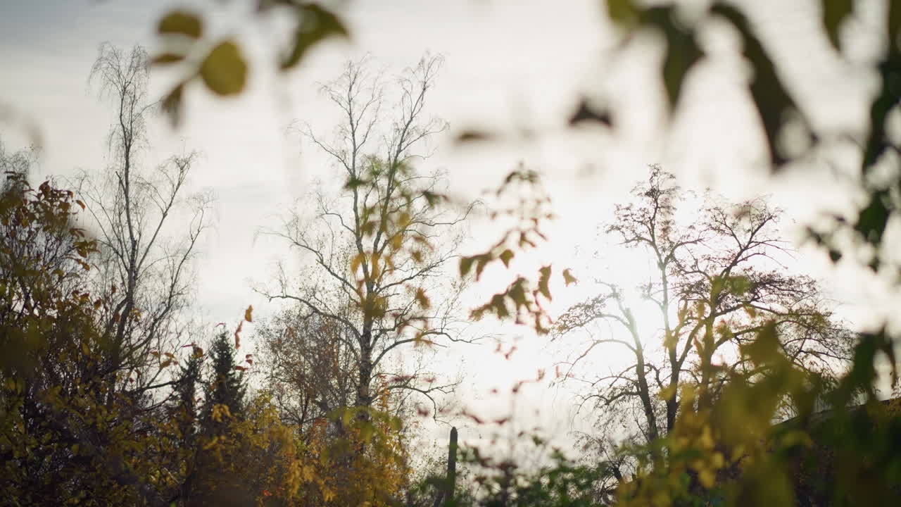 가을 하늘을 가로지르는 부드러운 빛에 대항하여 벌거벗은 가지를 가진 나무의 실루, 따뜻한 빛은 가지와 건조한 잎의 복잡한 세부 사항을 강조합니다.