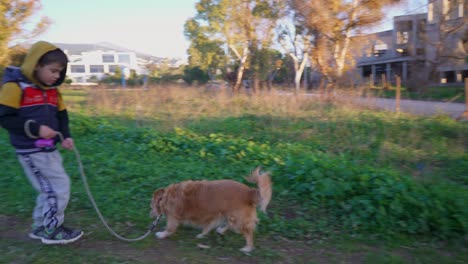 Caucasian-boy,-tries-to-control-his-pet-dog-on-a-walk-withe-a-leash-on-the-fields