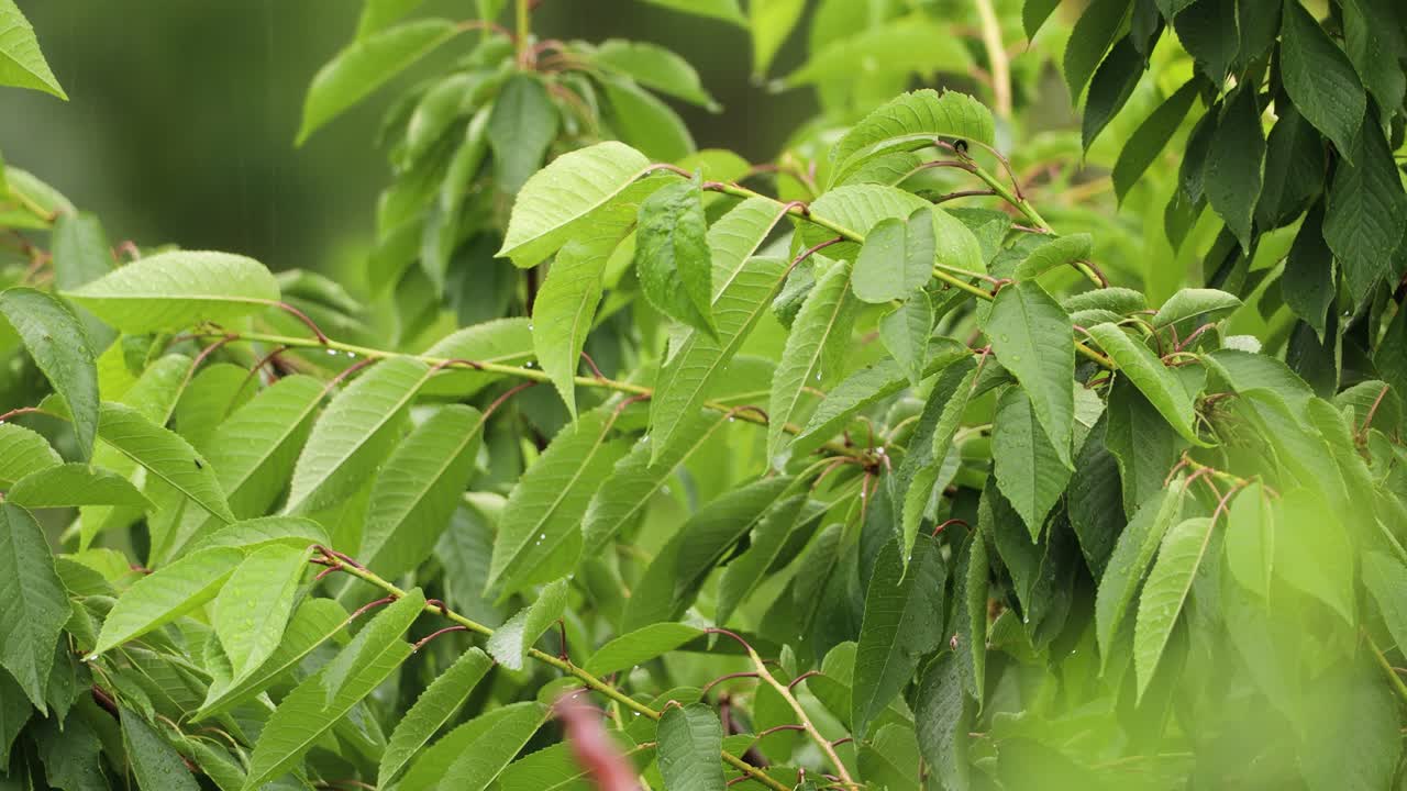 hojas de cerezo verdes sopladas por el viento en un clima lluvioso