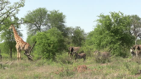 animales en armonía en la reserva del parque nacional, jirafas, manada de cebras y elefantes en el paisaje verde de la sabana africana
