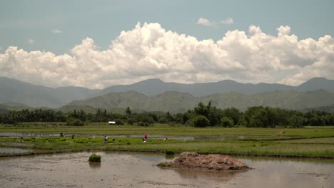 Wide-view-of-people-working-in-a-rice-field