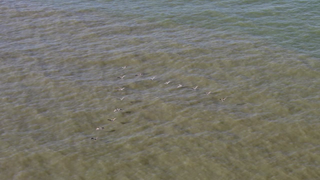 펠리칸의 무리가 해안선에서 만으로 날아갑니다.