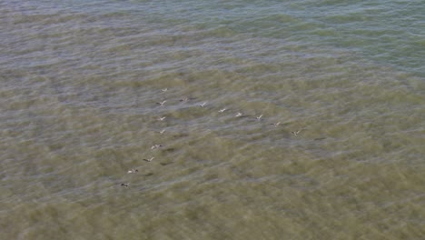 Flock-of-pelicans-in-formation-fly-away-from-the-coast-line-out-into-the-Gulf