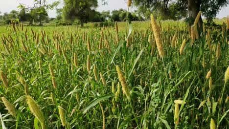 Beautiful-Bahara-Crop-moving-by-air-flow-in-Morning-1