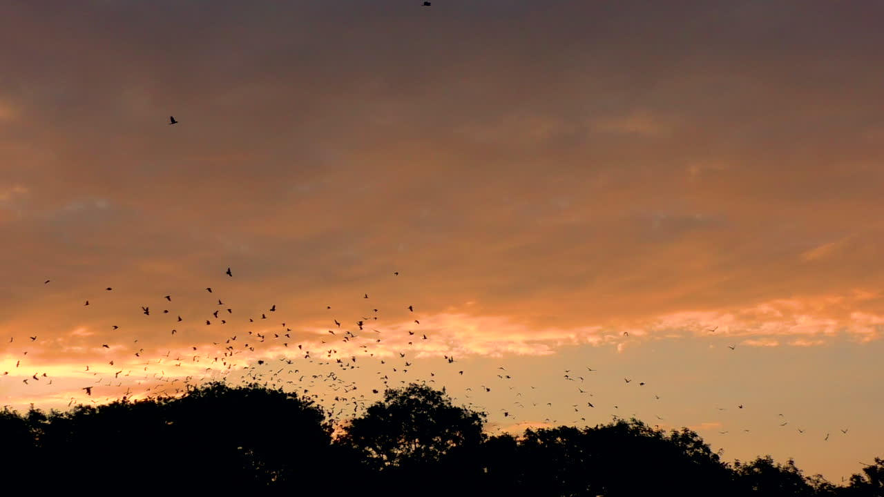 아름다운 오렌지색 하늘을 배경으로 새벽에 나무에 보금자리를 떠나는 갈까마귀와 루크의 큰 무리