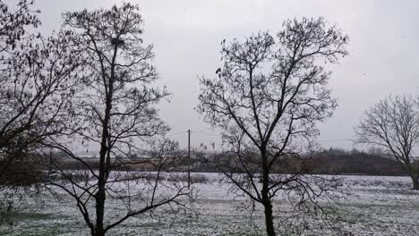 nevadas, grandes escamas y el comienzo del invierno, escena de invierno, estática