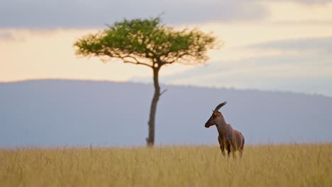 topi in african savanna landscape at sunset, africa safari wildlife animal in beautiful masai mara savannah scenery with dramatic sky, clouds and acacia trees in maasai mara, kenya