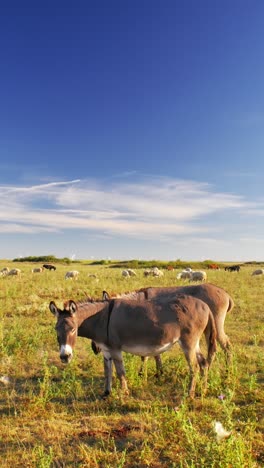 Ruhiger-Sommertag,-An-Dem-Esel-Friedlich-Auf-Einer-üppigen-Grünen-Weide-Grasen