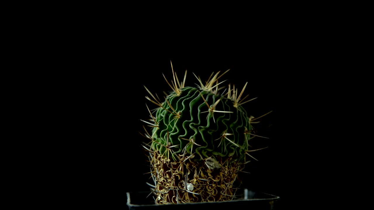 Cactus verde con spine affilate che ruota su sfondo scuro.