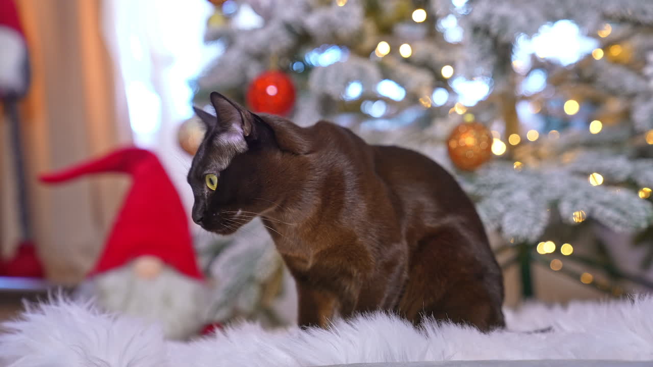 Short-haired black shiny cat smelling the fluffy carpet. Careful animal inspects the rug and turns around to check the fir-tree and decorations.