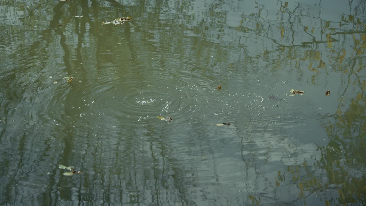 Leaves drift on a still water surface, with ripples and tree reflections adding depth