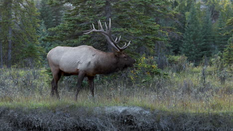 gran majestuoso alce toro rugiendo su llamada de apareamiento en busca de alce de vaca