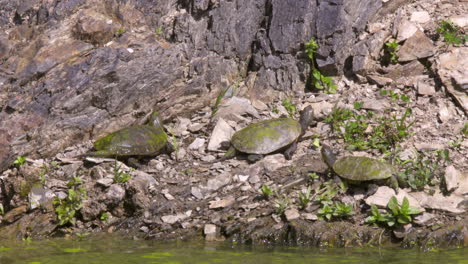 pond turtles warming up in the sun on the bord of the water