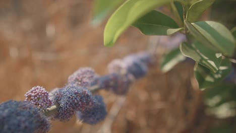 Closeup dreamy footage of purple and violet flowers on a stalk