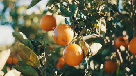 close up oranges hanging on tree branch organic plantation orchard garden