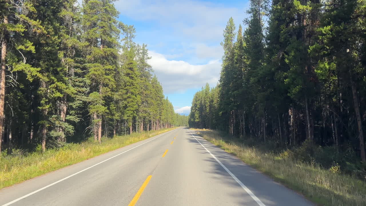 Traveling on deserted road lined with conifers on sunny day. Real time, driver POV