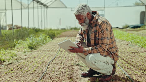 man, tablet and growth in greenhouse