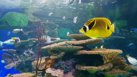 Yellow-Fish-Swims-in-Aquarium