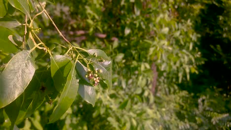 The-black-neem-tree-in-park-waved-their-branches-due-to-wind