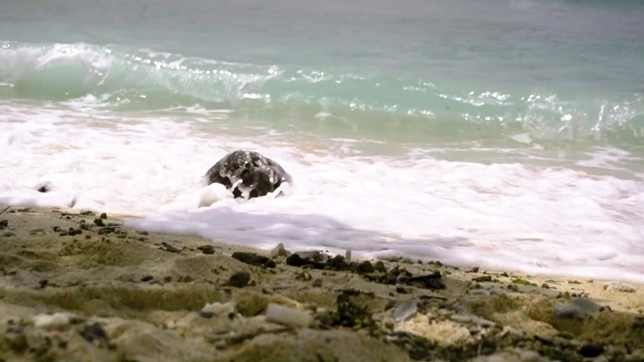Kelapa yang terletak di pasir pantai dengan ombak laut membasuhinya.