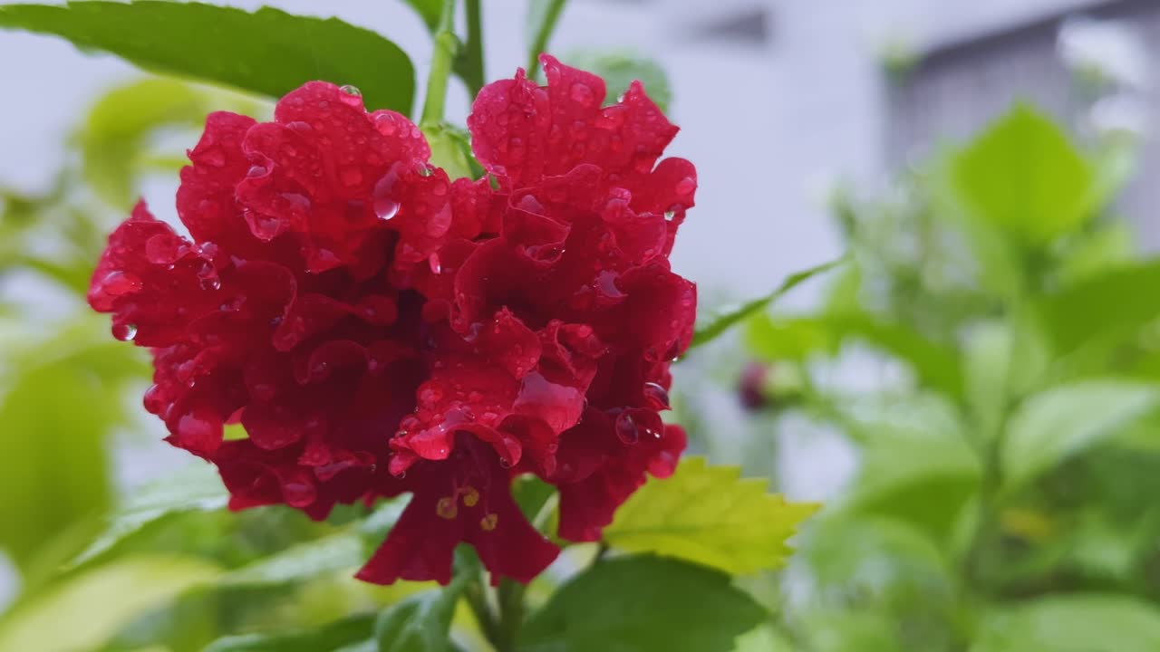 close-up view of a deep red, double-petaled hibiscus flower adorned with glistening water droplets from rain or dew