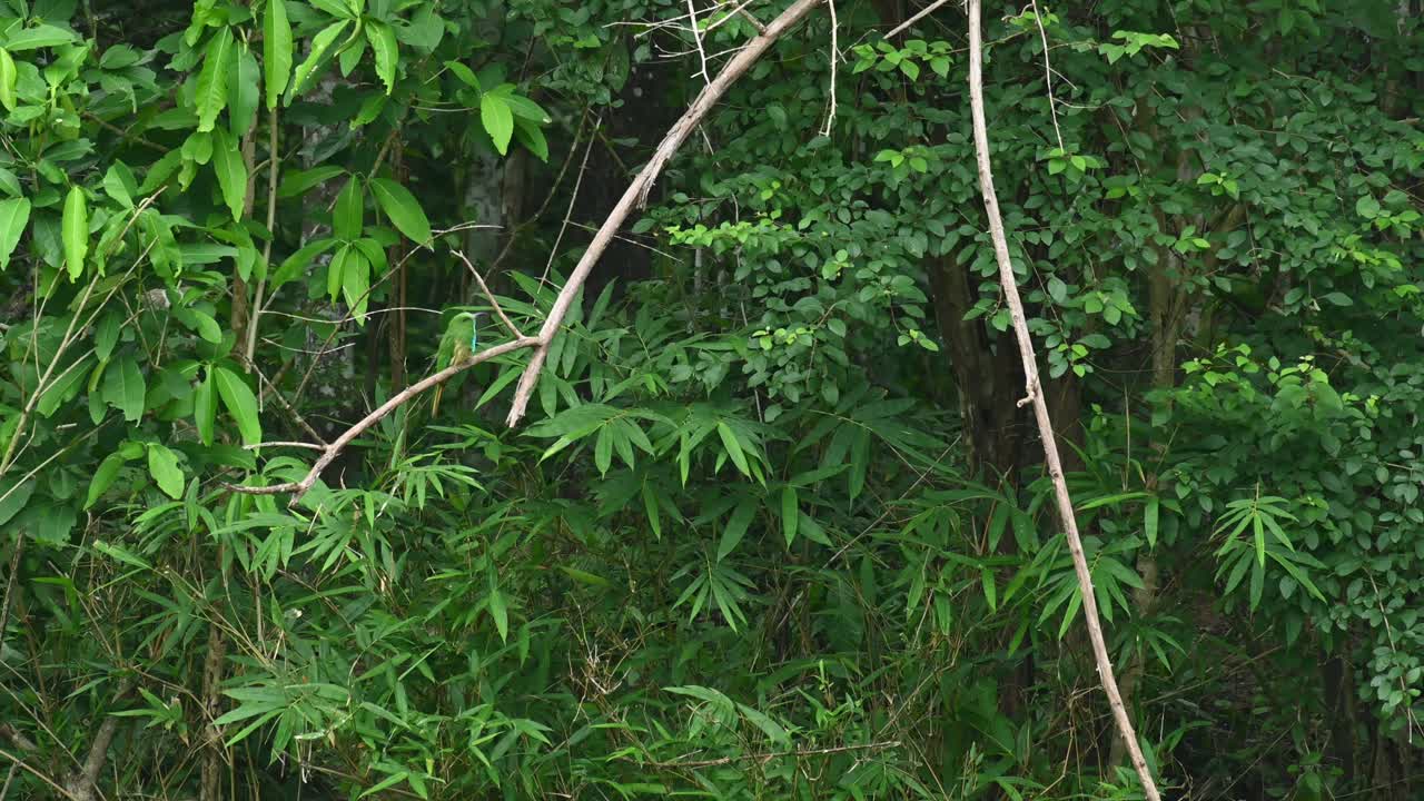 Gruccione barbablu, Nyctyornis athertoni, Patrimonio Mondiale UNESCO, Parco Nazionale di Kaeng Krachan, Thailandia.