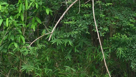 Blaubärtiger-Bienenfresser,-Nyctyornis-Athertoni,-Unesco-Weltnaturerbe,-Kaeng-Krachan-Nationalpark,-Thailand