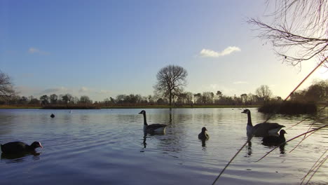 Gansos-Y-Patos-En-Un-Estanque-Inmóvil-En-Un-Brillante-Día-De-Invierno