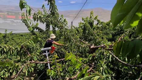 Shot-of-a-person-picking-Cherries-in-Cromwell,-New-Zealand-on-a-sunny-day