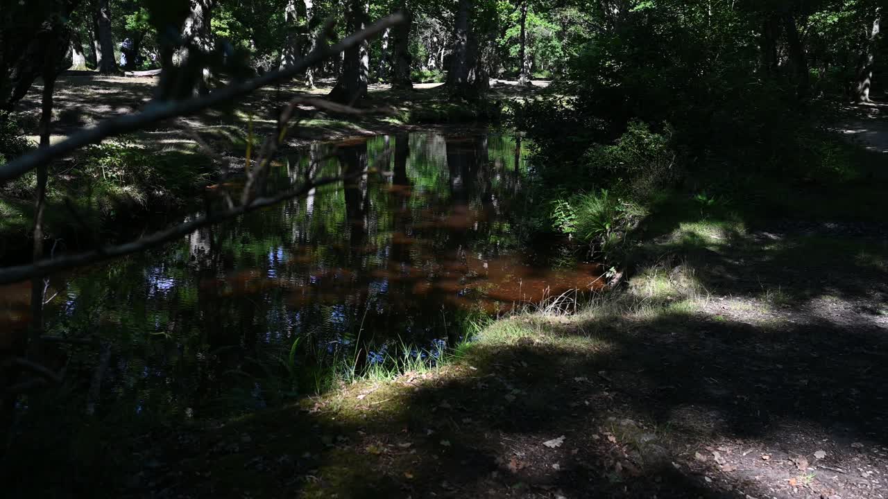 arroyo del bosque en la luz del sol moteada en verano en el nuevo bosque de hampshire, reino unido