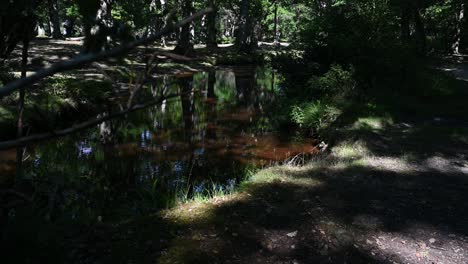 forest stream in dappled sunlight in summer in the new forest hampshire uk