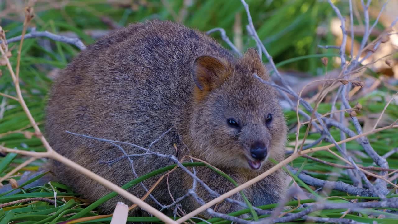 close up shot of a happy quokka laying in the grass between branches on Rottnest Island, Western Australia, Australia