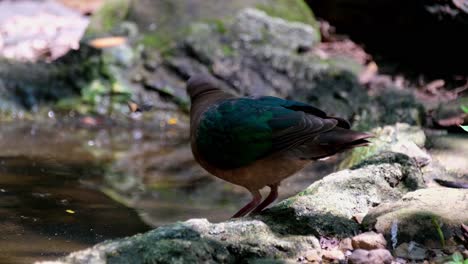 Schaut-Sich-Um-Und-Senkt-Den-Kopf-Tief,-Um-Etwas-Wasser-Zu-Trinken,-Gemeine-Smaragdtaube,-Chalcophaps-Indica,-Thailand