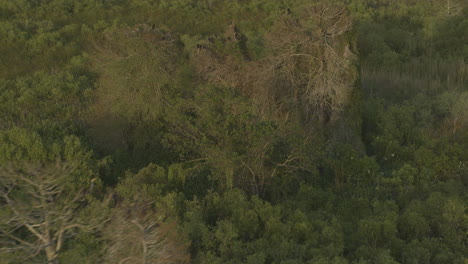 everglades florida aerial v9 birdseye shot of startled birds at the everglades - dji inspire 2, x7, 6k - march 2020