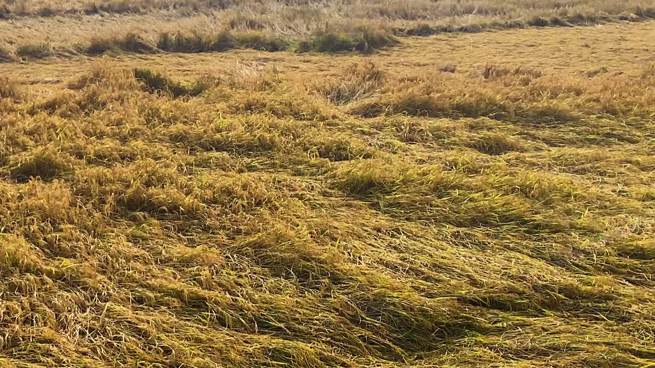 Overlooking ripe golden paddy field growth after heavy storm and wind in Bangladesh South Asia