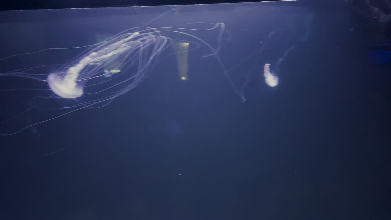 Jellyfish in tank at aquarium