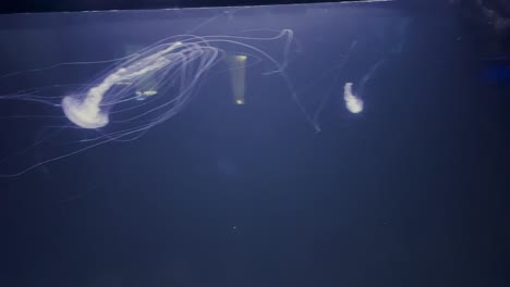 jellyfish in tank at aquarium