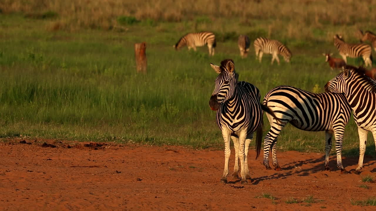Zebre su un tratto sabbioso accanto a un campo lussureggiante che si crogiolano al calore dell'alba, teleobiettivo