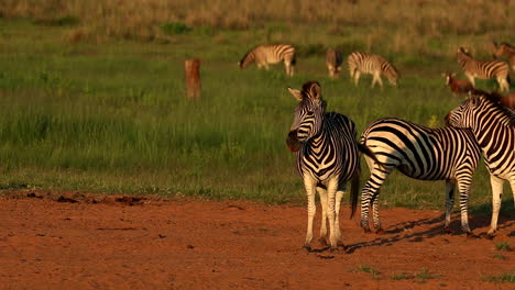 zebras on sandy patch next to lush field basking in warmth of sunrise, telephoto