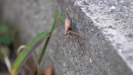 brown praying mantid from the mantidae family of mantises holding himself on vertical surface of concrete wall waiting for pray