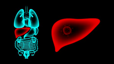 human female organs x-ray set, liver infection concept idea red color illustration isolated glow in the dark background, seamless looping animation 4k with copy space