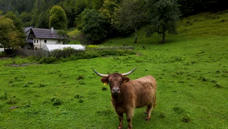 Slovenia-Highland-Cattle-Aerial-Drone-5.mp4