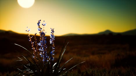 Wildblumen-Auf-Hügeln-Bei-Sonnenuntergang