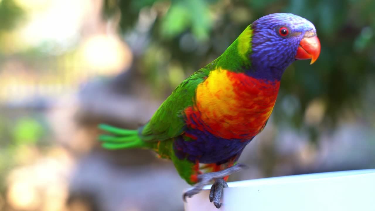 fotografía de cerca de un lorikeets arco iris, trichoglossus moluccanus con un plumaje colorido vibrante manchado encaramado en el borde del alimentador de pájaros, curiosamente preguntándose a su alrededor, extiende sus alas y vuela lejos