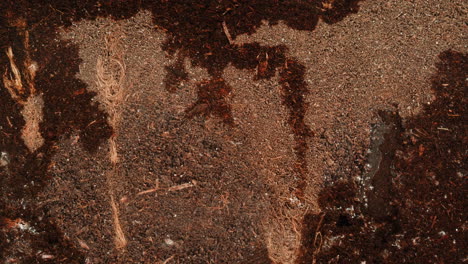 ant tunnels in soil