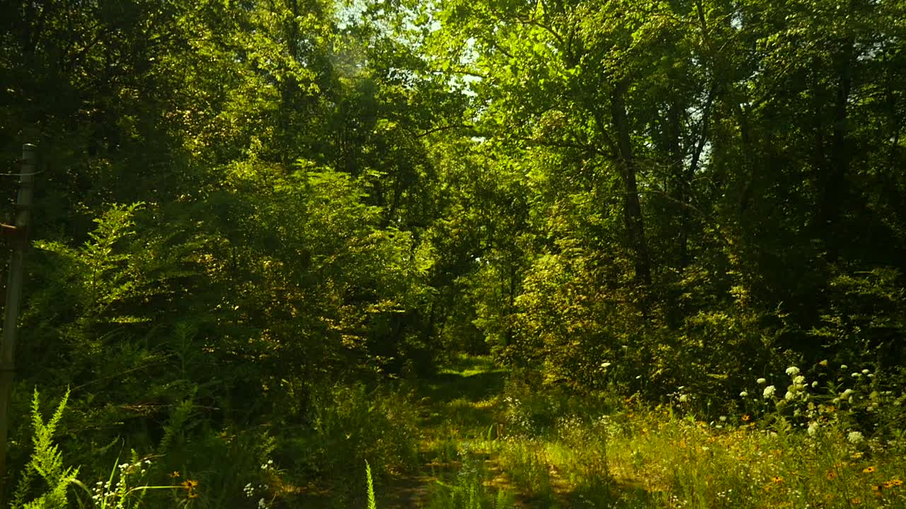 Camera pans down through grassy wooded path | Premium Stock Video Footage