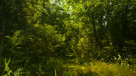 Camera-pans-down-through-grassy-wooded-path