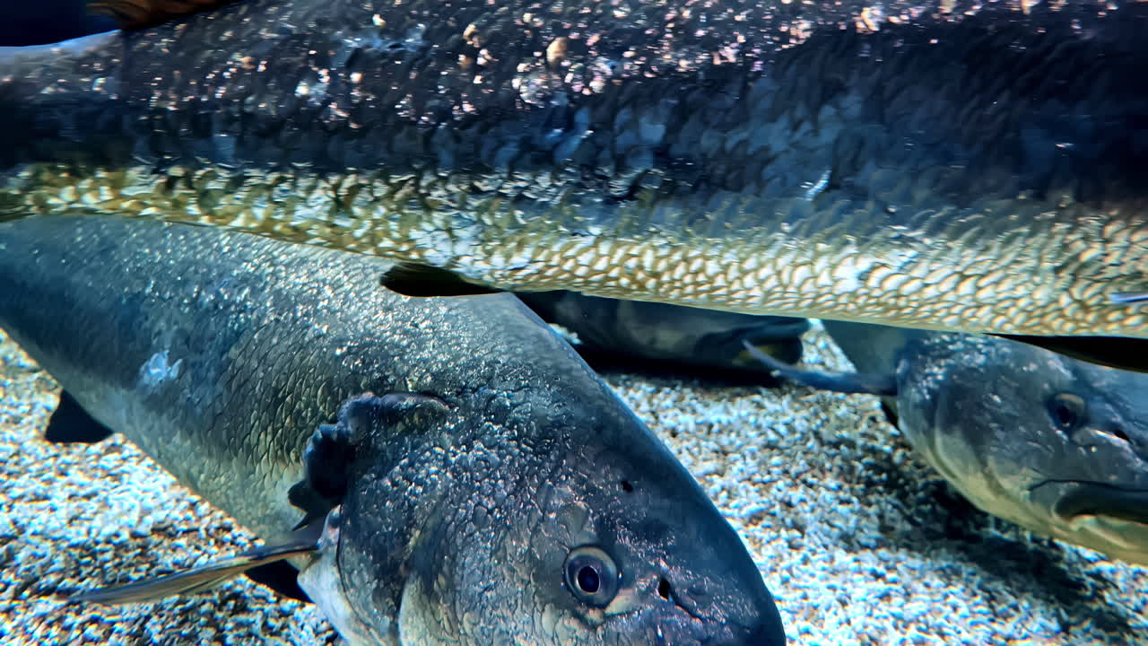 pez bahaba chino pez gigante croaker amarillo especie marina en peligro de extinción