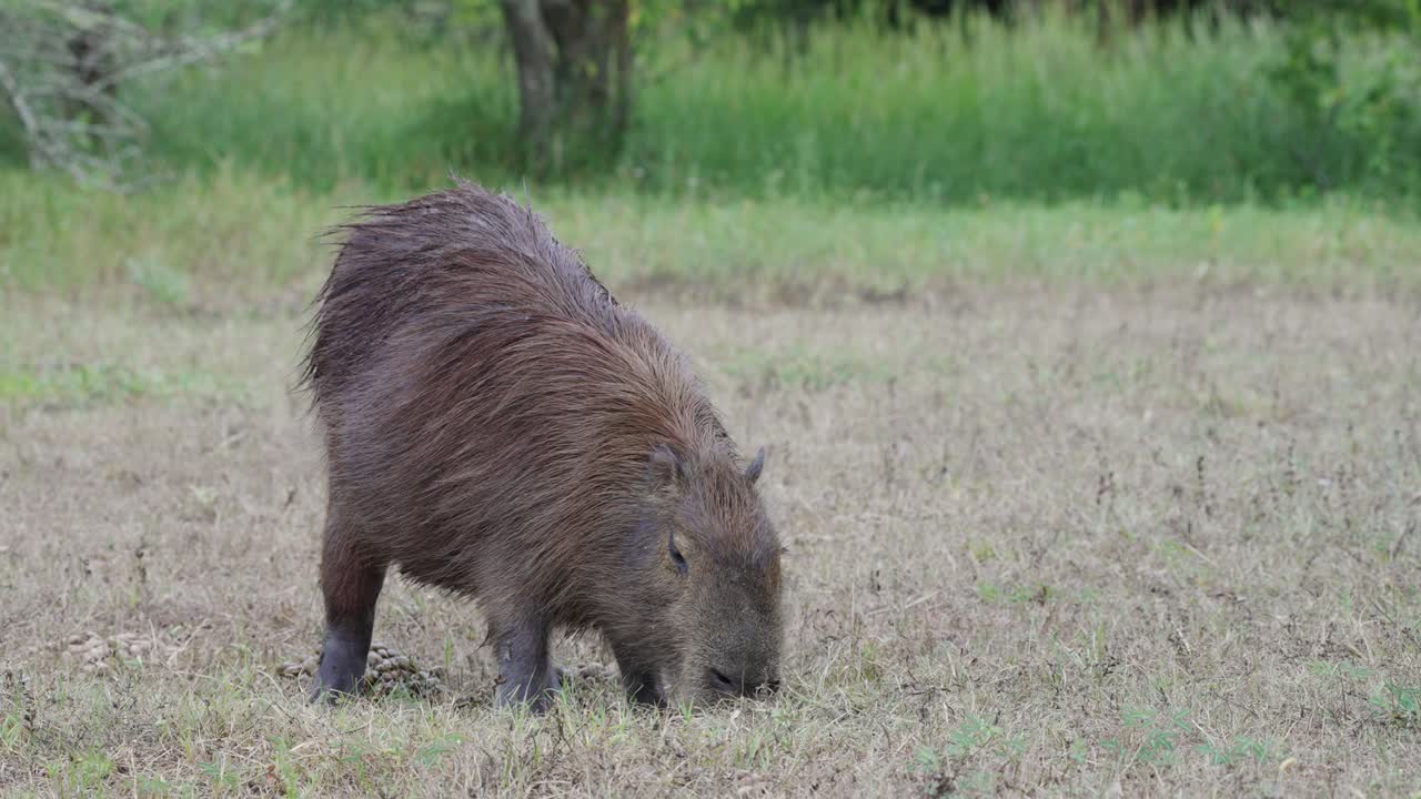 capibara adulto pastando tranquilamente en el campo de hierba