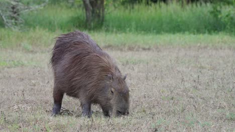 adult capybara grazing calmly in the grassy field